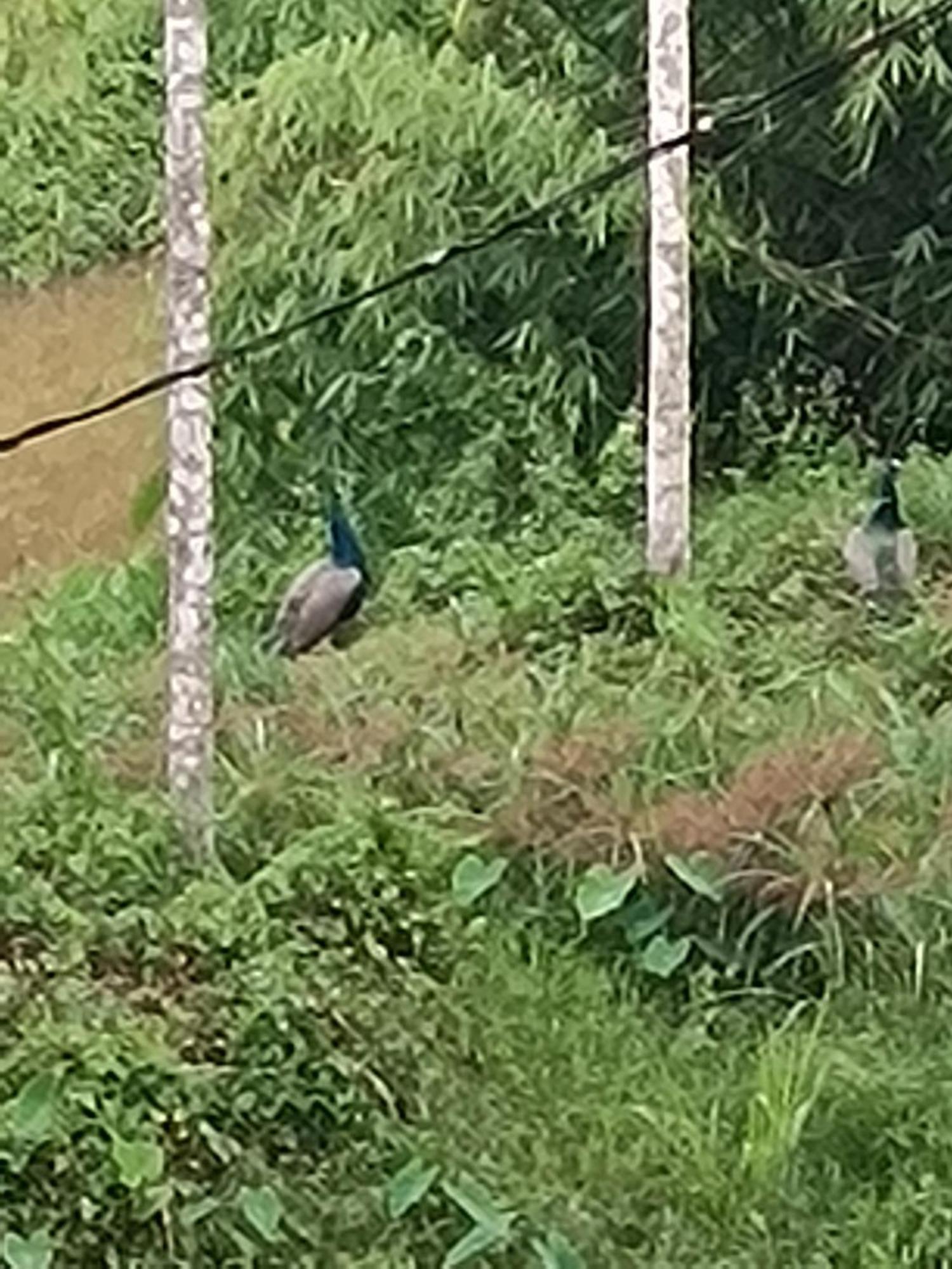 Kalidasa Tree House And Villa, Wayanad Chegāt المظهر الخارجي الصورة